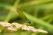 IMG_7240 (1)